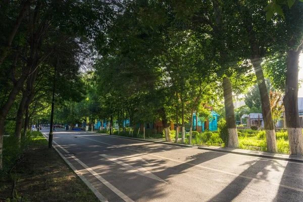 木々や公園が並ぶ美しい通りで 木漏れ日が差し込む — ストック写真