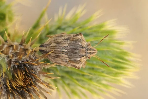 Close Een Mediterrane Pentatomide Bug Odontotarsus Robustus Zittend Een Distel — Stockfoto