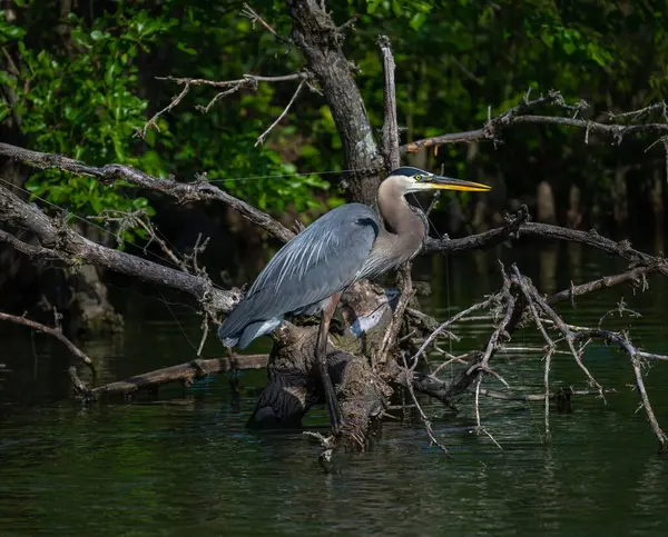 Sebuah Penutupan Yang Indah Biru Heron Berdiri Cabang Pohon Danau — Stok Foto