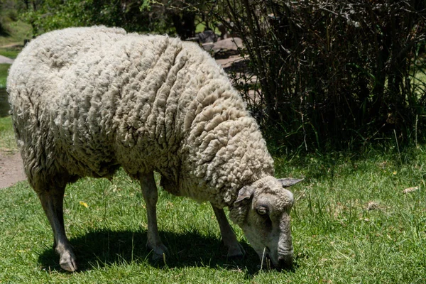 緑の草を放牧するメリノランダ科の羊の近景 — ストック写真