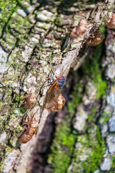 Ağaç Gövdesinde Yıllık Periyodik Brood Ağustos Böceği — Stok fotoğraf
