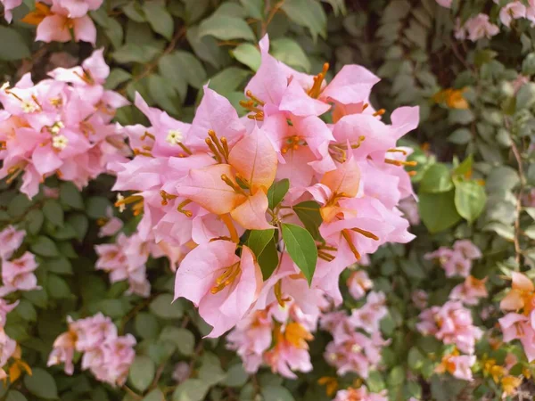 Eine Rosa Blume Garten — Stockfoto