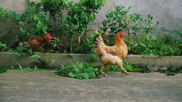 Yeşil Bitkilere Karşı Yürüyen Tavukların Manzarası — Stok fotoğraf