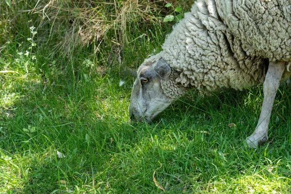 Widok Bliska Owiec Merinolandschaf Wypasu Zielonej Trawy — Zdjęcie stockowe