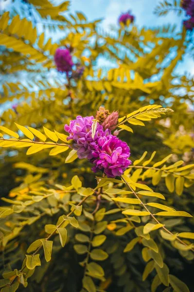 Vertical Shot Rose Acacia Bloom Daylight — Stock Photo, Image