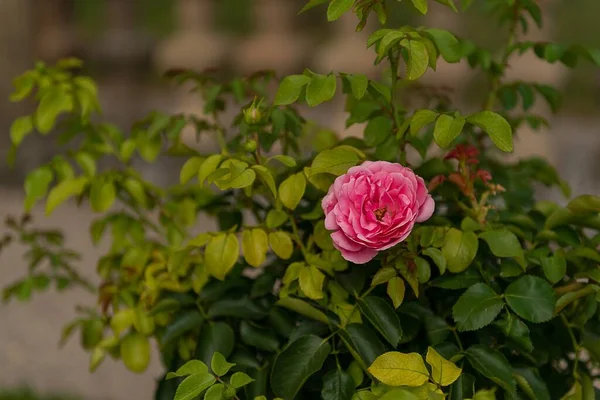 Primo Piano Una Rosa Rosa Giardino — Foto Stock