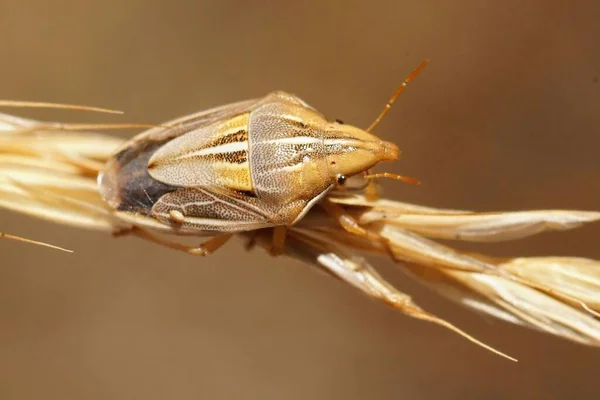 Szczegółowe Zbliżenie Dorosłego Śródziemnomorskiego Pentatomid Bug Aelia Klugii Siedzi Słomce — Zdjęcie stockowe