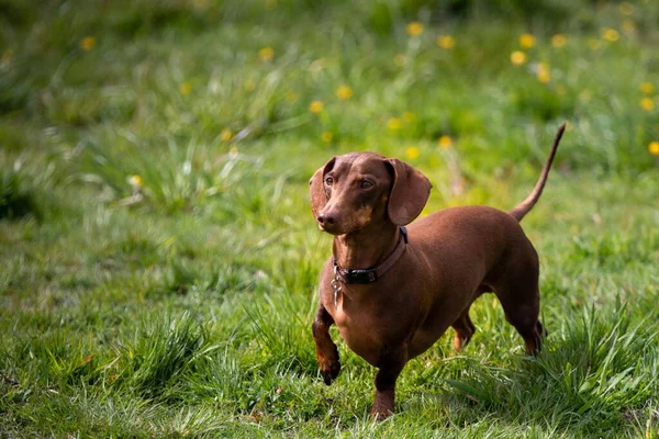 A cute brown wiener dog walking on the grass in a park in daylight