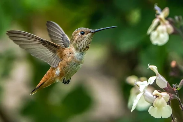 Eine Schöne Makroaufnahme Eines Entzückenden Kolibris Flug — Stockfoto