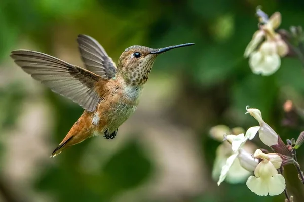 Krásné Makro Záběr Rozkošný Kolibřík Letu — Stock fotografie