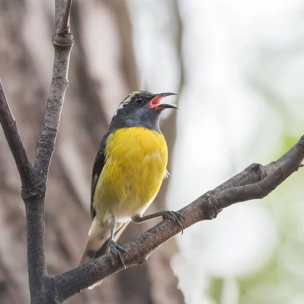 Bananaquit Coereba Flaveola Colorful Small Bird Singing Tree — Stock Photo, Image