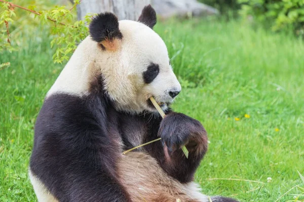 Fiatal Óriás Panda Bambuszt Eszik Fűben Portré — Stock Fotó