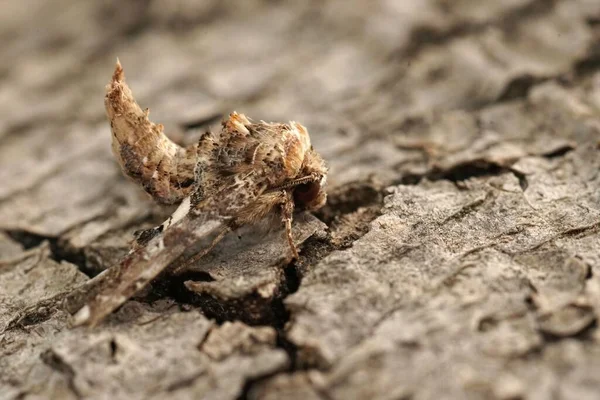 Detail Closeup Pada Sebuah Medterranean Eutelia Adulatrix Ngengat Duduk Kayu — Stok Foto