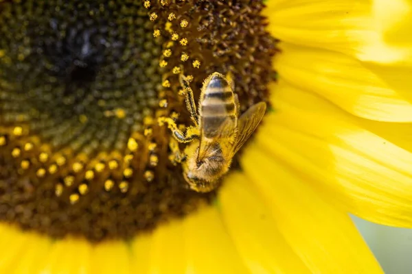 Eine Biene Sammelt Pollen Von Einer Blume Sonnenblume Helianthus Makrofoto — Stockfoto