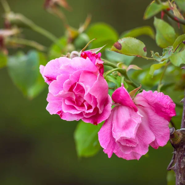 Tiro Close Rosas Rosa Arbusto Rosa — Fotografia de Stock