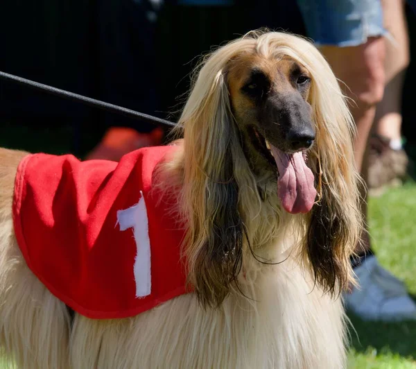 赤いジャケットの上にナンバー1を身に着けているレーサーアフガニスタン犬の頭の肖像 ストックフォト