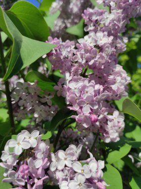 Açık leylak rengi akarsuları güneş ışığı altında akan sıradan bir leylak bitkisinin yakın plan fotoğrafı.