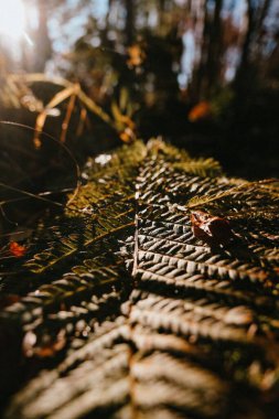 Dikey olarak güneş ışığı altında eğreltiotu yaprağının seçici odak noktası.