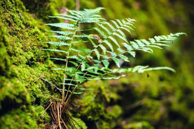 Vahşi ormanda yeşil eğreltiotu yapraklarının yakın çekimi