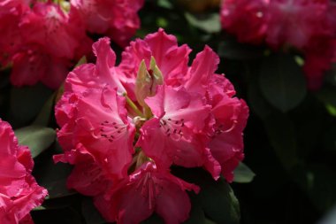 Bahar bahçesinde güzel pembe Rhododendron çiçeklerinin yakın çekimi.