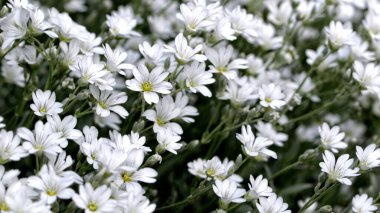 Bir tarlada büyüyen güzel Cerastium tomentosum 'un (Yazın Kar) yakın çekimi
