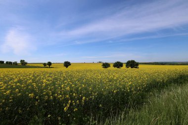 Güzel bir bahar tarlası sarı çiçek açmış kolza tohumları ve ufuk çizgisi