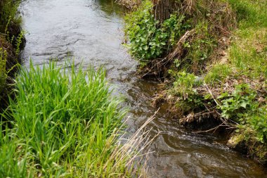 Ormanda yeşil çimlerle kaplı güzel bir nehir manzarası.