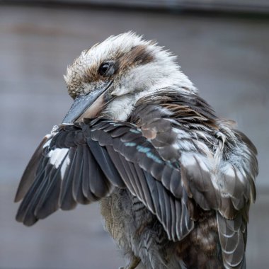 Gülen Kookaburra kuşunun kanatlarını temizlerken seçici bir odak noktası.