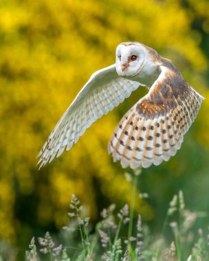 Ahırın baykuşunun dikey yakın çekimi (Tyto alba) sahanın üzerinde uçarken sarı-yeşil bulanık arkaplan