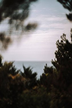 Önplanda bulanık yapraklarla Bolonia Körfezi 'nin dikey görüntüsü.