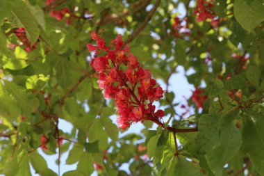 Kırmızı at kestanesi ya da yeşil yapraklı Aesculus korneasına yakın çekim.