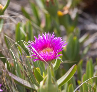 Bahçedeki çimlerin ortasında çiçek açan bir otomobil akinaciforis çiçeğinin yakın plan çekimi.