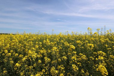 Güzel bir bahar tarlası sarı çiçek açmış kolza tohumları ve ufuk çizgisi