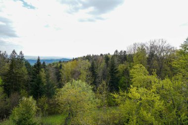 Bulutlu gökyüzünün altındaki ormandaki güzel yeşil ağaçların manzarası.