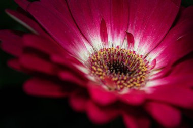 Bahçede yetişen bir Gerbera çiçeğinin yakın plan çekimi.