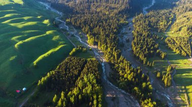 Uzun ağaçlarla dolu sık bir ormanın güzel bir hava manzarası.