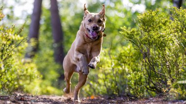 Ormanda koşan bir labrador av köpeğinin seçici odak noktası.