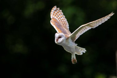Ahırın baykuşunun (Tyto alba) sahanın üzerinde koyu yeşil bulanık arka planla yakın plan görüntüsü.