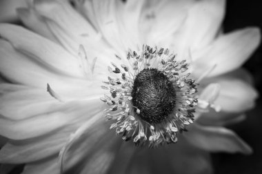 Bahçede yetişen Gerbera çiçeğinin gri tonda yakın plan bir resmi.