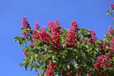 Gökyüzüne karşı kırmızı at kestanesi (Aesculus carnea) yakın plan