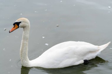 Gölün durgun sularında yüzen güzel beyaz bir kuğunun yakın plan çekimi.