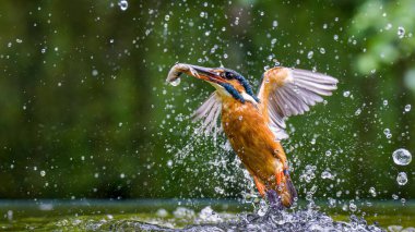 Sıradan bir balıkçı (Alcedo) gagasında balıkla havalanır.