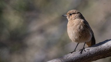 Bir dalın üzerine tünemiş Avrupalı bir taşın yüzeysel odak noktası.