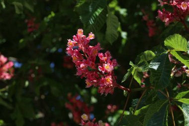Kırmızı at kestanesi ya da yeşil yapraklı Aesculus korneasına yakın çekim.
