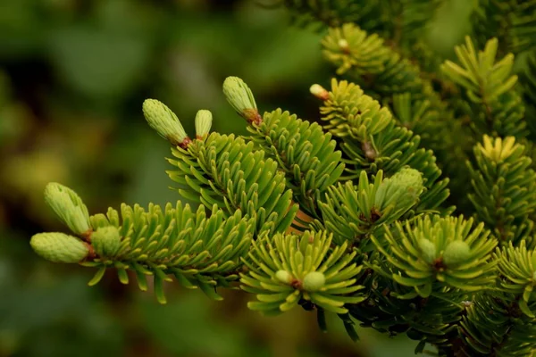 Closeup Beautiful Korean Fir Abies Koreana — Stock Photo, Image