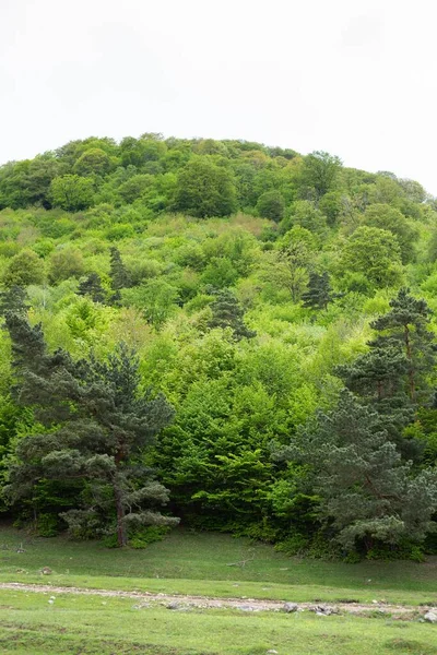 Een Verticaal Shot Van Schilderachtige Groene Vegetatie Een Berg Armenië — Stockfoto