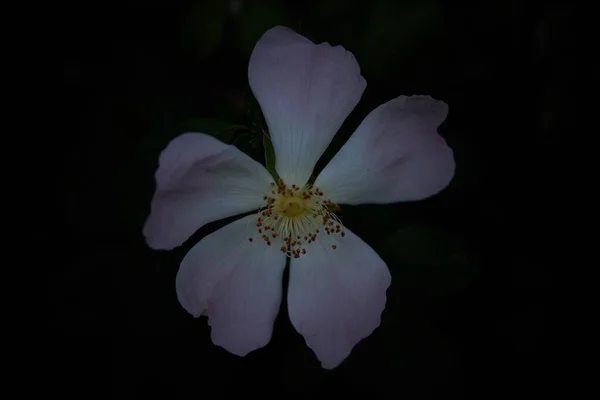 Eine Nahaufnahme Einer Hunderosenblume Mit Dunklem Hintergrund Aus Einem Blickwinkel — Stockfoto