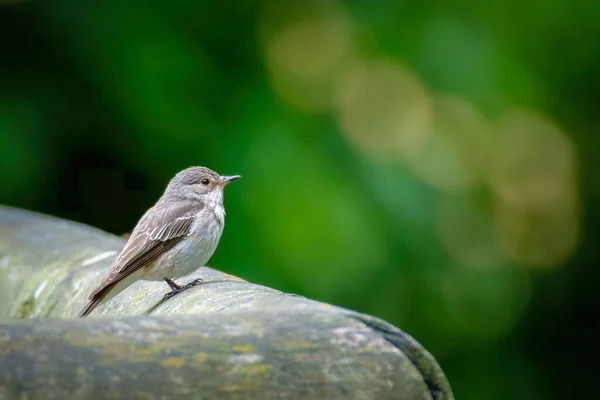 Zbliżenie Ślicznego Flycatcher Drewnianej Powierzchni Rozmytym Zielonym Bokeh Tle — Zdjęcie stockowe