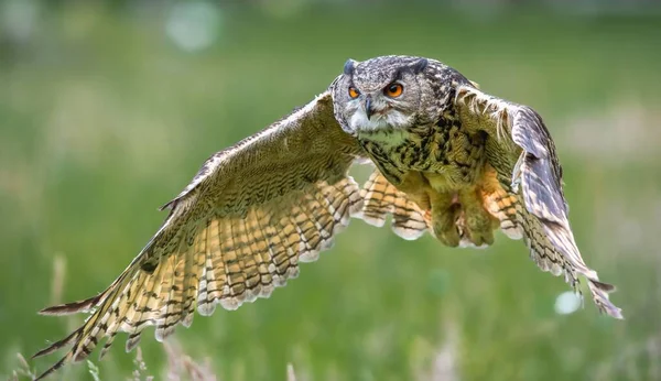 一种美丽的 巨大的欧洲鹰猫头鹰 Bubo Bubo 低空飞越田野 背景是绿色模糊的 — 图库照片