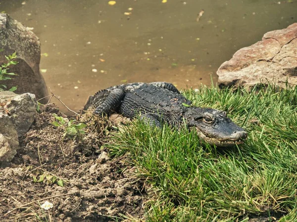 Eine Nahaufnahme Des New American Alligator Auf Grasboden Hintergrund Des — Stockfoto